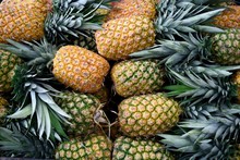 Stack Of Freshly Harvested Ripe Raw Pineapples In Costa Rica, Central America