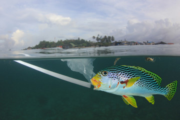 Poster - Plastic bags, straws and bottles pollute ocean, eaten by fish and contaminating seafood 