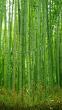 Fototapeta Dziecięca - Ggreen bamboo plant forest in Japan zen garden