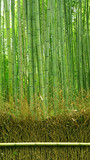 Fototapeta Dziecięca - Green bamboo plant forest in Japan zen garden