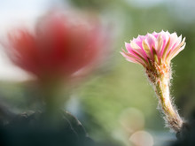 Select Focus Of Pink Cactus Flower In The Cactus Garden