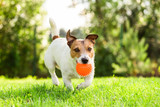 Fototapeta Zwierzęta - Happy Jack Russell Terrier pet dog playing with toy at back yard lawn