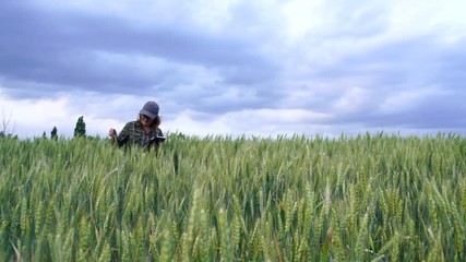 Wall Mural - A woman farmer examines the field of cereals and sends data to the cloud from the tablet. Smart farming and digital agriculture. Slow motion