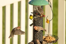 American Goldfinch And House Finches Crowd Around A Backyard Feeder