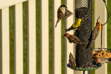 American Goldfinch And House Finches Crowd Around A Backyard Feeder