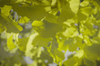 © Azahara MarcosDeLeon - Ginkgo biloba foliage with autumnal colors