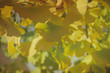 © Azahara MarcosDeLeon - Ginkgo biloba foliage with autumnal colors