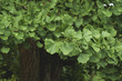 © Azahara MarcosDeLeon - Ginkgo biloba foliage