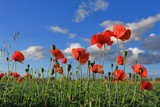 Fototapeta Maki - Red poppies with clouds in the background