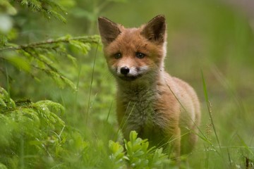 Wall Mural - Lovely Red Fox cub Vulpes vulpes next to den in the grass in european spring forest staring directly at the camera. Norway