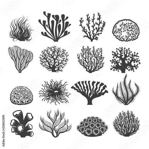 69 465 Seaweed Black Wall Murals Canvas Prints Stickers Wallsheaven