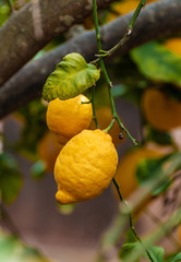 Two citron on a tree