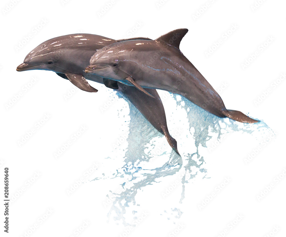 Grey dolphins isolated - obrazy, fototapety, plakaty 