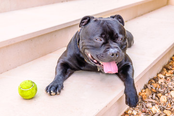 Poster - black happy relaxed staffordshire bull terrier dog lying on a step outside with his paw hanging over