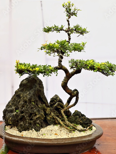 Bonsai Tree Bucida Terminalia Buceras Or Bullet Tree Dumaguete Philippines 0510 Buy This Stock Photo And Explore Similar Images At Adobe Stock Adobe Stock