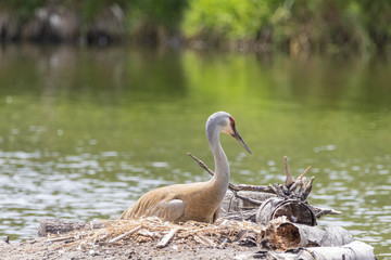 A Beautiful Sandhill Crane on a Nest