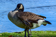 Canada Goose Resting On Bank Of River With Injured Wing. Branta Canadensis