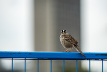 Male Sparrow Standing On The Blue Metal Fence Looking At You