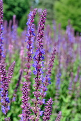 Canvas Print - Szałwia - Salvia officinalis