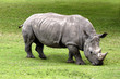 Two Horned Rhinoceros
