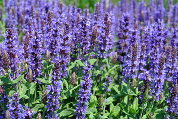 Canvas Print - Szałwia - Salvia officinalis