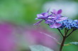雨に濡れる紫色の紫陽花1
