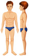 © blueringmedia - A Vector of Man Body