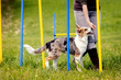 Welpe läuft durch einen Parcour, Agility und Konzentration bei einem Hund