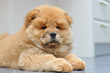 Chow chow puppy in the house. Purebred red dog chow chow