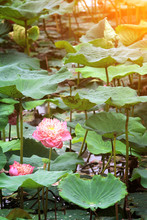 Pink Lotus Blooming And Green Leaves Beauty In The Pond In The Garden With Big Round Leaves In The Background.Vintage Filter.Selective Focus.