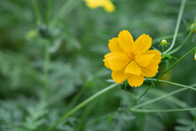 Field Of Blooming Yellow Cosmos Flower In The Garden, Thailand.