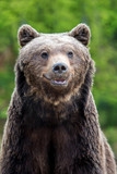 Fototapeta Big Ben - Brown bear (Ursus arctos) portrait in forest