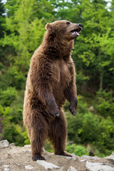 Wall Mural - big brown bear standing on his hind legs