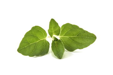 Oregano or marjoram leaves on white background