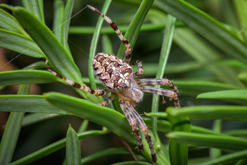 Wall Mural - the garden cross spider sitting on web - araneus diadematus - closeup - macro