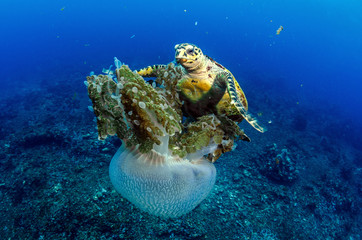 Hawksbill sea turtle (eretmochelys imbricata)