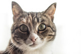 Fototapeta Koty - Домашняя кошка на светлом фоне, пушистый питомец