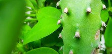 Close Up Trunk Of Cactus On Blurred Leaves Background. Thorns Of Cactus,  Natural Green Wallpaper Concept. Abstract