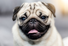 Cute Dog Pug Breed Smile And Sitting On Ground With A Copy Space