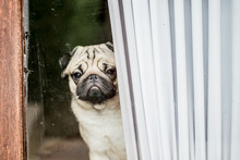 Dog Pug Breed Waiting Owner At The Door And Looking Outside Feeling So Lonely