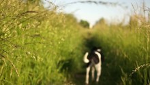 A Black White Mongrel Runs Through The Grass. Summer Sunset. Life Of Pets