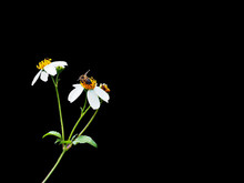 Isolate Bee On White Flower On Black Background