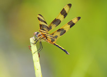 Focus Stacked Image Of A Halloween Pennant Dragonfly
