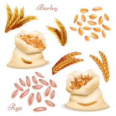 Wall Mural - Agricultural cereals - barley and rye vector set. Realistic grains and ears isolated on white background
