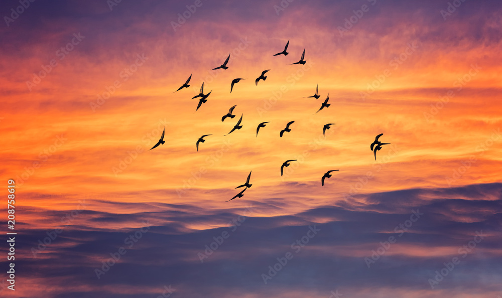birds flying into sunset sky - obrazy, fototapety, plakaty 