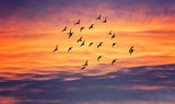 Fototapeta Zachód słońca - birds flying into sunset sky