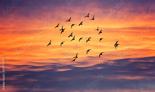 birds flying into sunset sky