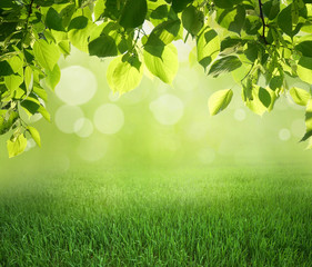 Poster - Natural green defocused background with sunshine. Juicy young grass and foliage, copy space.