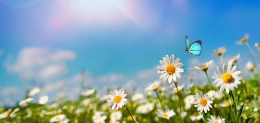 Fotomurales - Chamomiles daisies macro in summer spring field on background blue sky with sunshine and a flying butterfly , panoramic view. Summer natural landscape with copy space.