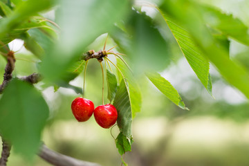 Wall Mural - Red and sweet cherries on a branch just before harvest